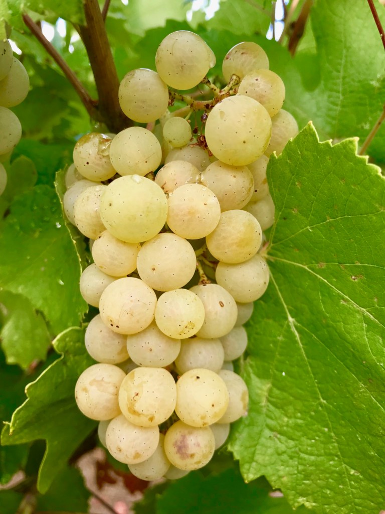 Destiny Ridge Chardonnay 2018