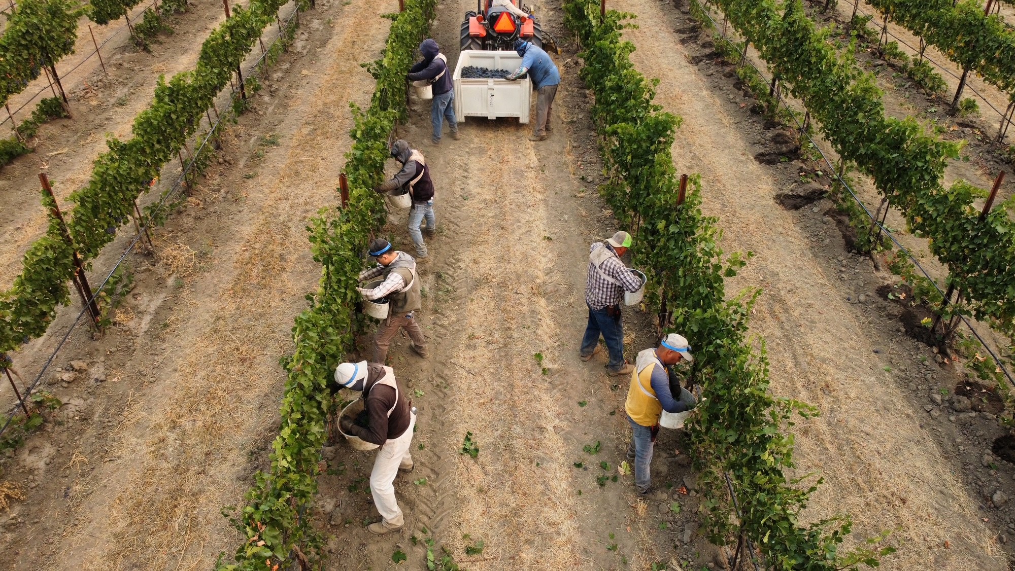 Estate vineyard crew 9 2021